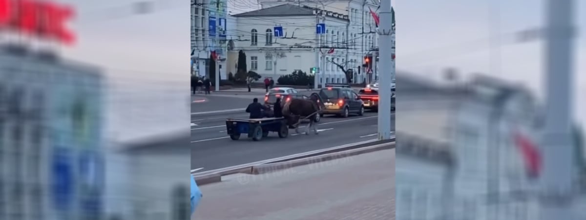 «А техосмотр есть?» — Ролик с конной повозкой в центре Витебска набрал сотни тысяч просмотров — Видео