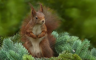 Уже 12 районов Витебщины запретили походы в лес — находиться там опасно