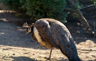 Дуда призвал США разместить свое ядерное оружие на территории Польши