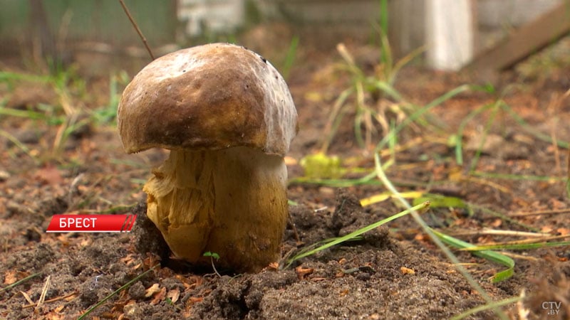 В Бресте нашли два новых вида грибов, которые раньше не встречались в Беларуси