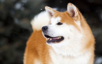 В Гомеле породистая собака покусала ребенка. Дело дошло до суда