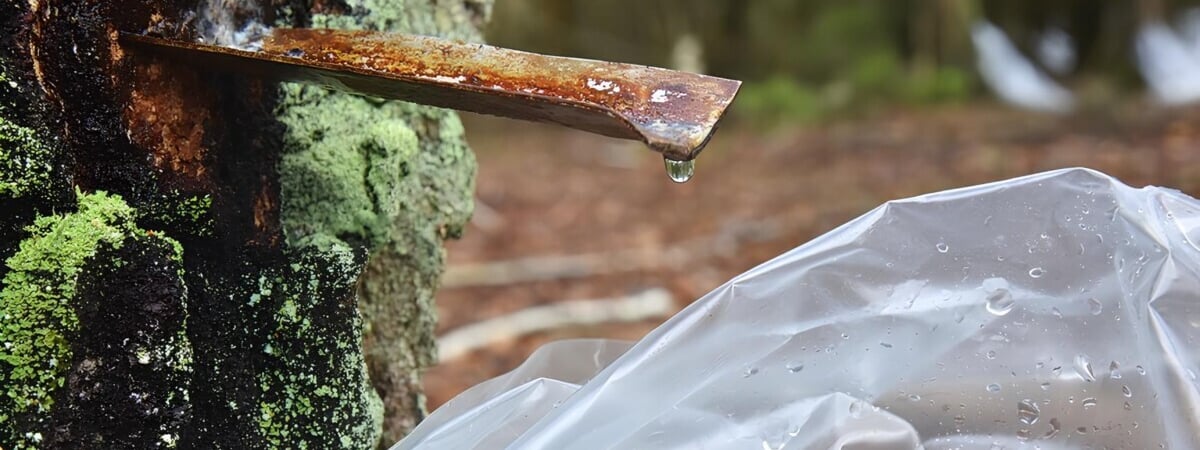 Белорусские лесхозы начали продажу берёзового сока. Узнали цены