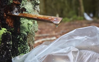 Белорусские лесхозы начали продажу берёзового сока. Узнали цены