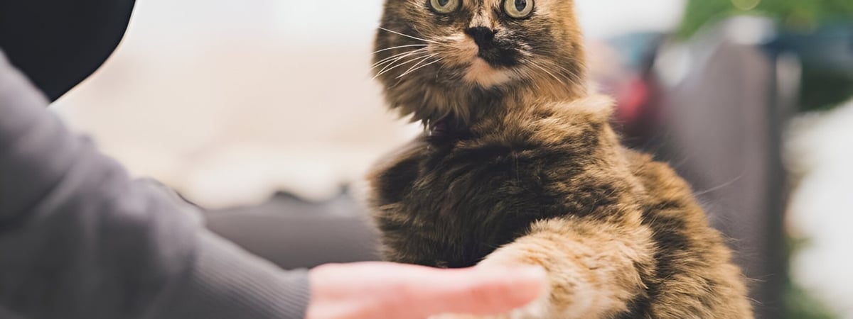 Как правильно вытащить клеща у кошки? Эту инструкцию должен прочитать каждый хозяин — Полезно