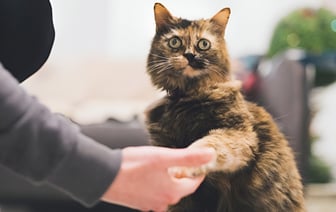 Как правильно вытащить клеща у кошки? Эту инструкцию должен прочитать каждый хозяин — Полезно