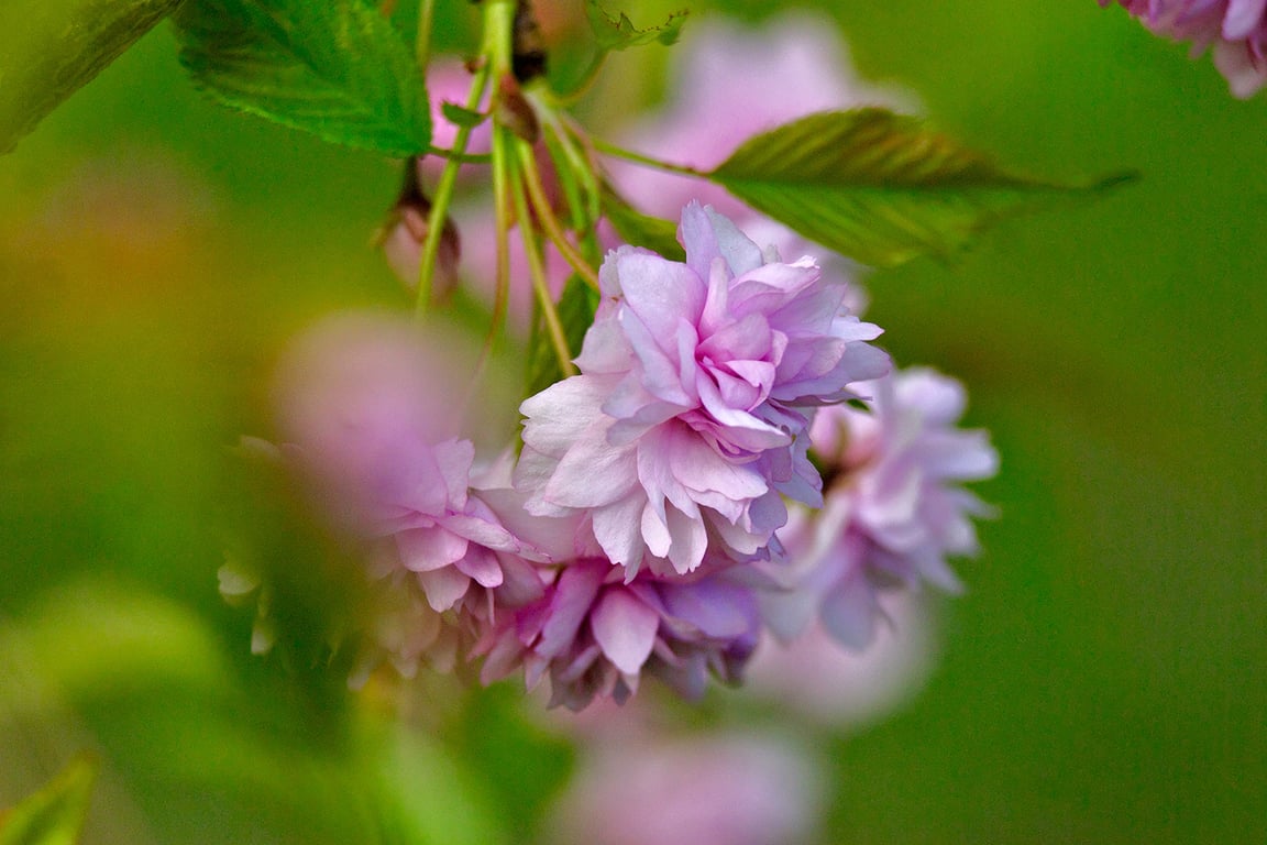Сакура зацветает в Витебске на Вербницу. Фото Сергея Серебро