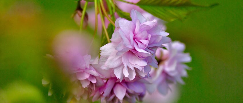 Цветение сакуры в Витебске