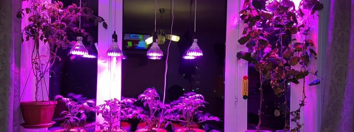 На самом ли деле фитолампы помогают рассаде и домашним растениям? А людям не вредят? — Полезно