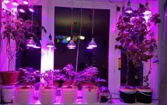 На самом ли деле фитолампы помогают рассаде и домашним растениям? А людям не вредят? — Полезно