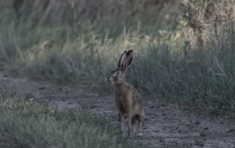 Белорус заразился опасной инфекцией при разделке зайца