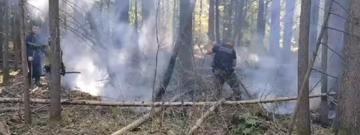 На польском участке Беловежской пущи рядом с границей Беларуси произошёл пожар — Видео