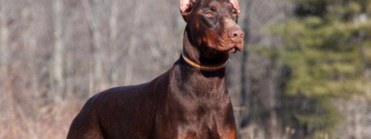 Для владельцев опасных пород — удостоверение. Лукашенко подписал закон об обращении с животными