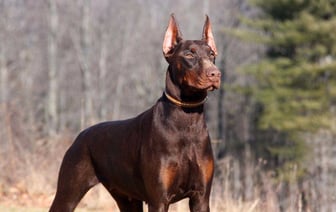 Для владельцев опасных пород — удостоверение. Лукашенко подписал закон об обращении с животными