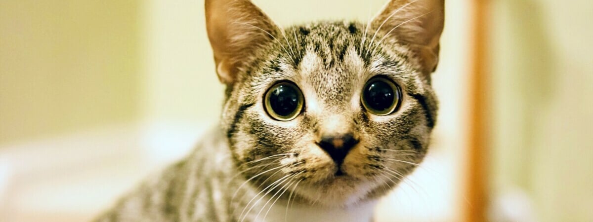 Почему кошки иногда пристально смотрят на людей? Вот что нужно обязательно сделать хозяевам — Полезно