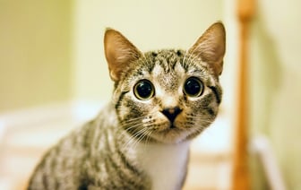 Почему кошки иногда пристально смотрят на людей? Вот что нужно обязательно сделать хозяевам — Полезно