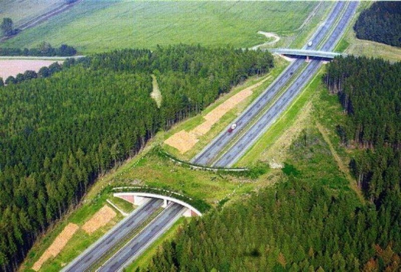 Как выглядят пешеходные мосты для животных