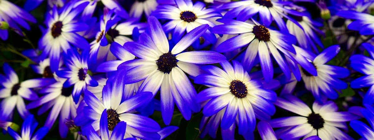 Доходность годовых китайских облигаций опустилась ниже 1%