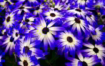 Доходность годовых китайских облигаций опустилась ниже 1%