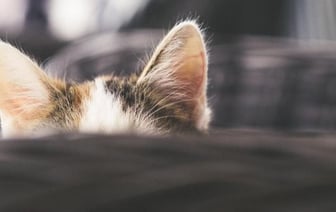 Кошку, упавшую в химикаты и сбежавшую с завода, ищут в Японии