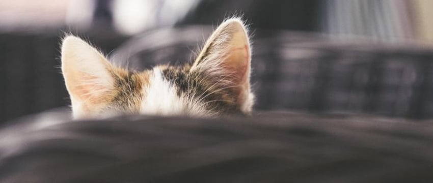 Кошку, упавшую в химикаты и сбежавшую с завода, ищут в Японии