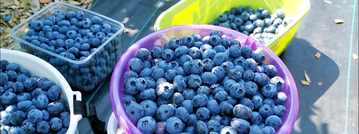 Начните поливать голубику в апреле этим раствором. Ягоды будете собирать вёдрами — Полезно