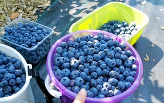 Начните поливать голубику в апреле этим раствором. Ягоды будете собирать вёдрами — Полезно