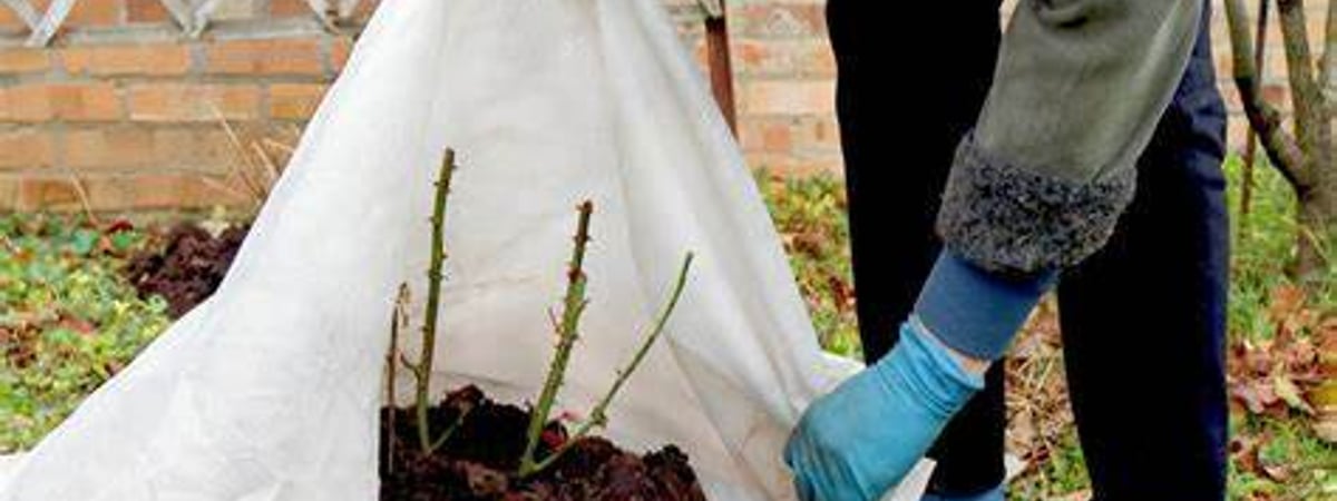 Когда и как укрывать деревья, кусты и лианы на зиму? Дождитесь такой температуры, чтобы избавиться от вредителей — Полезно