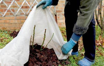 Когда и как укрывать деревья, кусты и лианы на зиму? Дождитесь такой температуры, чтобы избавиться от вредителей — Полезно