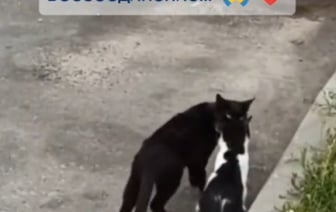 В Малорите кот пришел в  ветклинику и «вызвал» врача для своей больной подруги