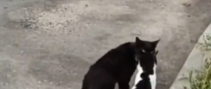 В Малорите кот пришел в  ветклинику и «вызвал» врача для своей больной подруги