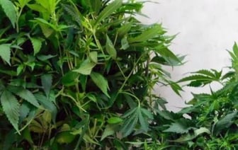 Белорус выращивал коноплю у себя в доме. Чем всё закончилось?