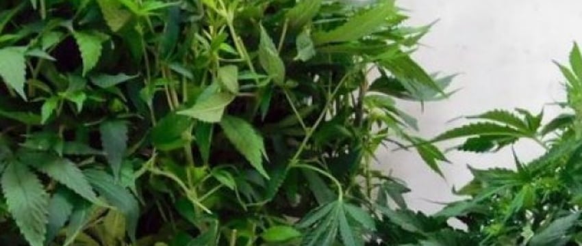 Белорус выращивал коноплю у себя в доме. Чем всё закончилось?