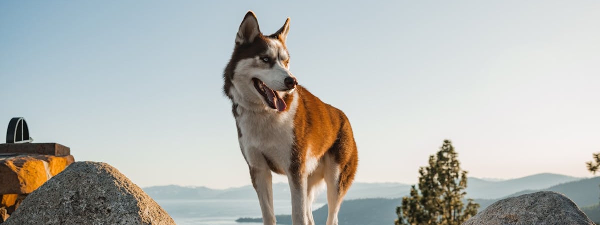 Tesla будет продавать обновленную версию Model Y в Китае