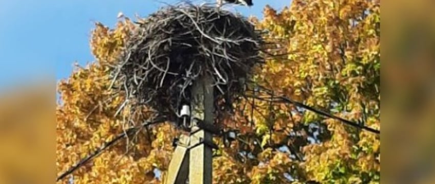 Аисты играют свадьбы в Африке. А вот аист из Жабинковского района, видимо, решил быть закоренелым холостяком