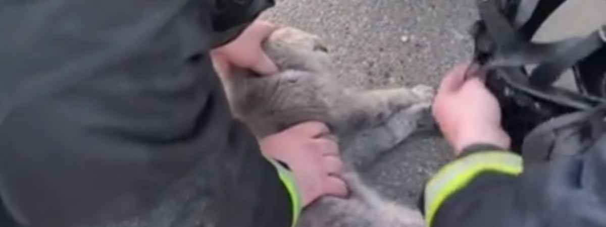 МЧС Беларуси сняло трогательное видео со спасением кошки — Видео