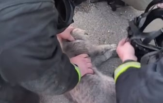 МЧС Беларуси сняло трогательное видео со спасением кошки — Видео
