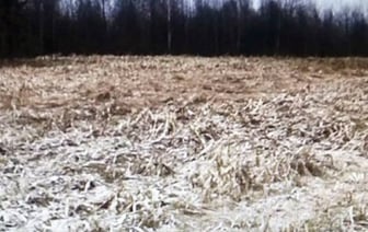 Какое наказание получил директор одного из белорусских сельхозпредприятий за уничтожение урожая кукурузы?