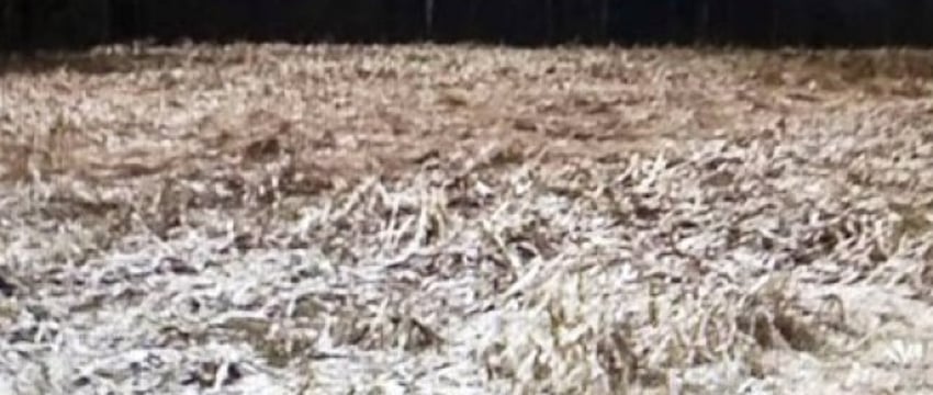 Какое наказание получил директор одного из белорусских сельхозпредприятий за уничтожение урожая кукурузы?