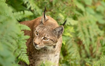 Начался сезон охот на копытных и пушных животных. Сколько продлится и какие правила нужно соблюдать?