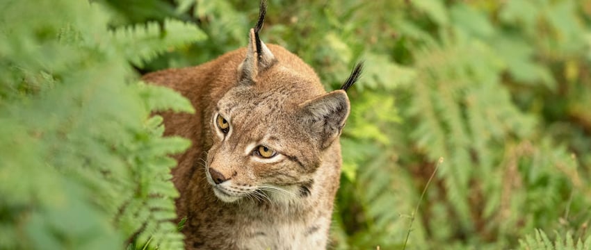 Начался сезон охот на копытных и пушных животных. Сколько продлится и какие правила нужно соблюдать?