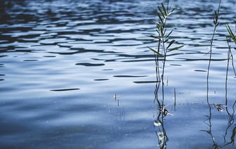 В Волковысском районе утонули двое — их пропажу по вещам обнаружил случайный прохожий