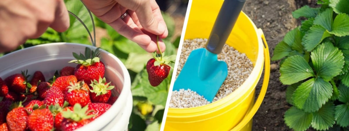 Осенняя «диета» для королевы сада. Чем и как подкормить клубнику в сентябре? — Полезно