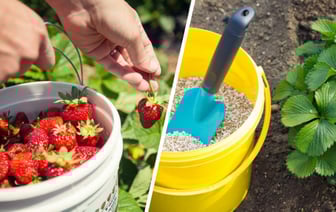 Осенняя «диета» для королевы сада. Чем и как подкормить клубнику в сентябре? — Полезно