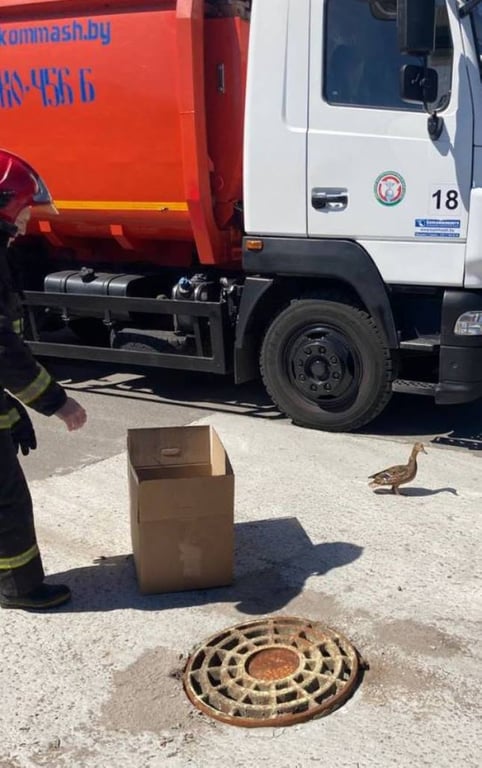 В Бресте спасатели помогли утятам, а в Барановичском районе – лебедю