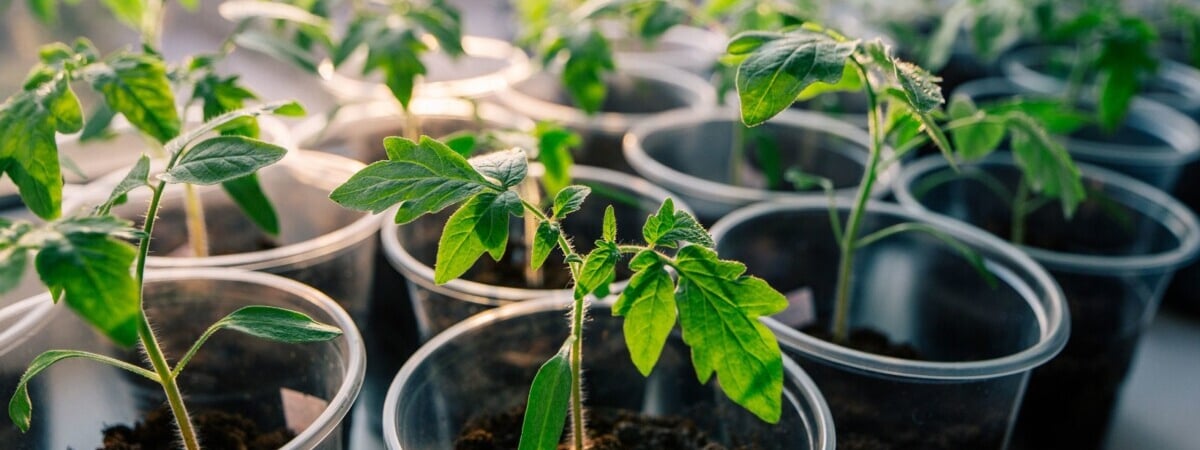 Что подготовить к сезону рассады уже сейчас? Агроном посоветовала копеечную подкормку и не только — Полезно