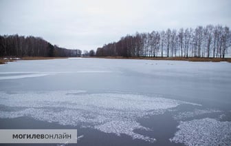 «Лебеди сидят на льду неподвижно в странных позах» — могилевчане беспокоятся за пернатых, и мы не остались в стороне