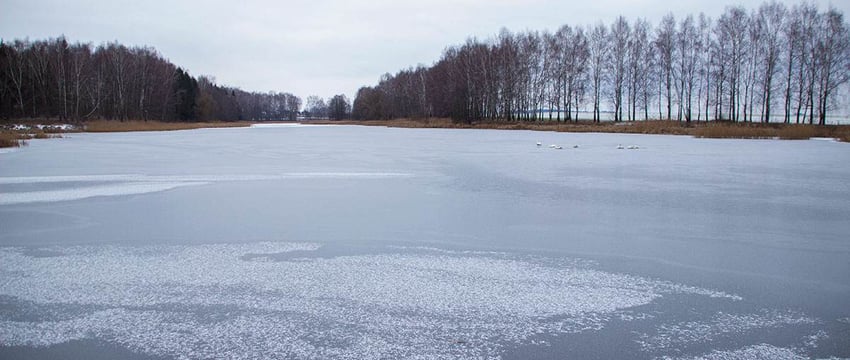 «Лебеди сидят на льду неподвижно в странных позах» — могилевчане беспокоятся за пернатых, и мы не остались в стороне