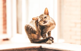 Погибла семейная пара и их 5-летний ребенок: стали известны некоторые подробности страшного ДТП, которое случилось сегодня на Могилевщине