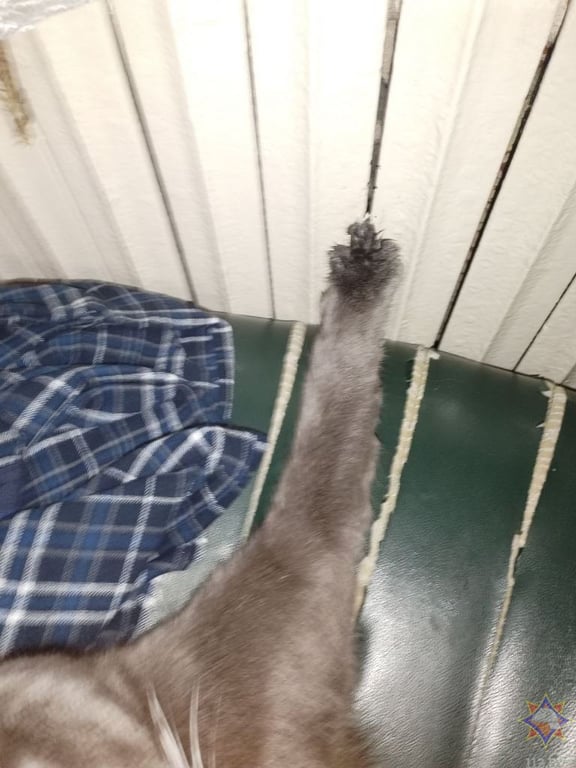 В Кобрине спасатели вытащили кота из радиатора отопления