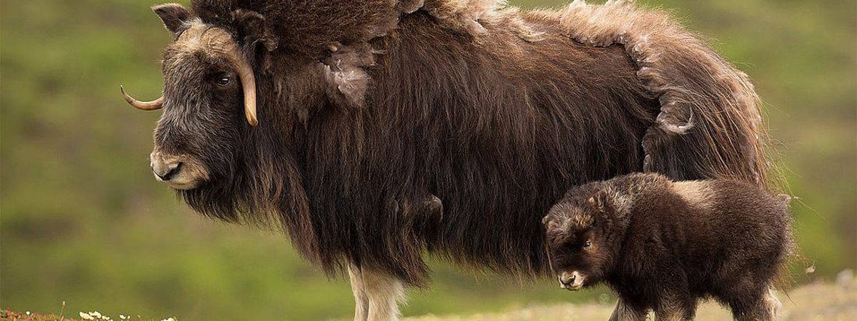 Пополнение в зоопарке Гродно — на свет появился Курсант